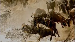 Wild safari in East Africa, Kenya and Tanzania. Walking with elephants.