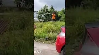 ALPUKAT JARAK TANAM 2 METER
