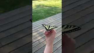 TJ explains the life cycle of a Tiger Swallowtail