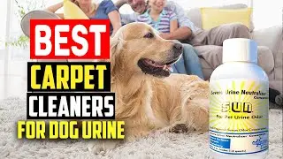 Top 5 Best Carpet Cleaners for Dog Urine Review in 2025