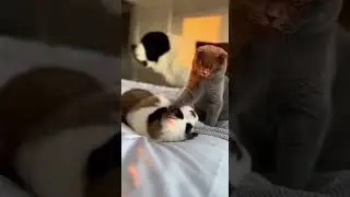 Scottish Fold Bullies a St Bernard Puppy&hellip; Watch the Cute Showdown #cats #dogs #puppies