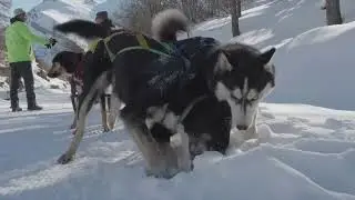 SLEDDOG a castelmagno stagione 2023/24