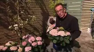 Magical Hortensia in Rob's Grote Tuinverbouwing op SBS6