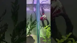 Which Red FCCP Betta Wins This Face Off? #FCCPBetta #RedBetta #BettaFish #fishbehavior
