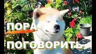 Акита Ину Хироши и Важный Разговор / Akita & Long Talk