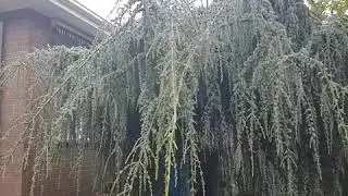 Weeping Blue Cedar.