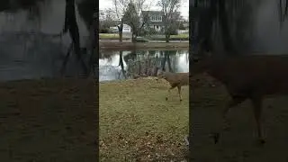 NJ Deer. Daily Visits