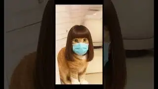 紅姐都來護髮ㄌ，妳還不來嗎？！  #funny  #髮律系 #可愛い猫  #haircut #cat #𝑮𝒐𝒅𝒅𝒆𝒔𝒔 𝑩𝒊𝒐𝑻𝒆𝒄𝒉 𝑩𝒍𝒐𝒘𝒐𝒖𝒕#紅姐#來都來了