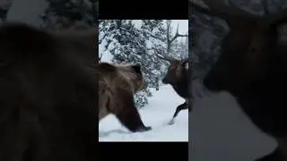 Poor elk mistakenly got in a bear route #wild #tiger #irishelk #barkingdeer #marten #giantwhitetails