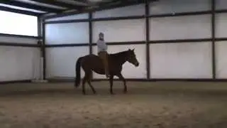 Bareback Bridless