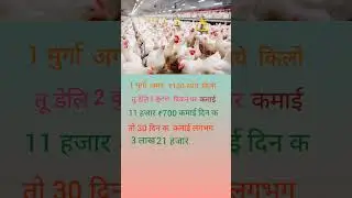मुर्गा क business#sorts #video # Torrent #short #sortsvideo 💸🤟💸🤟