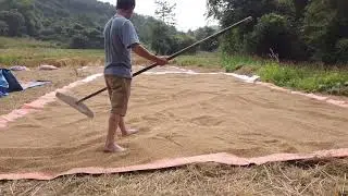 Preliminarily Processing Rice After Harvest | Vietnam Village