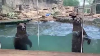 Grizzly bears at Centene Grizzly Ridge at the Saint Louis Zoo