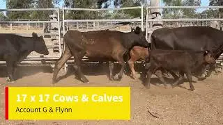 17 x 17 cows & calves Flynn   Made with Clipchamp