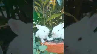 Life is always wonderful #life #motivational #shorts #viralvideo #youtubeshorts #rabbit #love