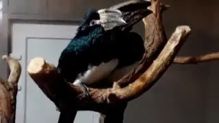Птичка.Птицы-носороги.Калао-трубач./Bycanistes bucinator.Birdie.