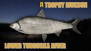 Russian Fishing 4 - Lower Tunguska River, Trophy Muksun