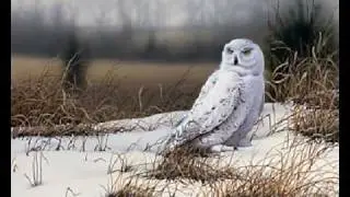 The Mountain Goats - Snow Owl