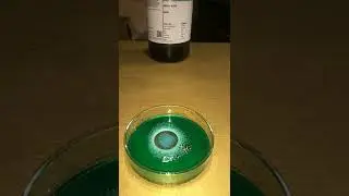 #shorts Nitric acid experiments.coin put into nitric acids #nitricacid @mrindianhacker