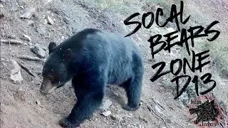 Southern California Hunting | Game Cam Captures Giant Boars & Bear Cubs in Zone D13
