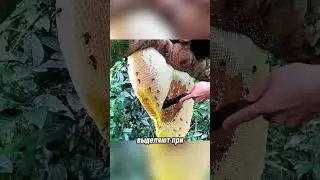 Как собирают дикий мёд без ульев и защиты #shorts #crazily #новости  #русский