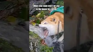 Who can relate?😭 #RelatableDogs #DogLife #DogMeme #DogsOfTikTok #FunnyDogMoments #dogcomedy