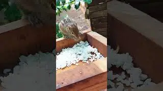 Squirrel eating rice 🤤 eating animals big hungry | qute squirrel  🦨🌿❤  part 149
