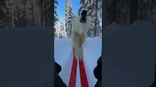 BIG MISTAKE😱 Watch this bear fail hilariously #viral #funny #animals
