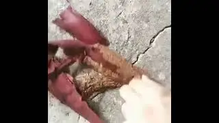 mimosa root bark video