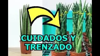 SANSEVIERIA CYLÍNDRICA O TUBULAR  CUIDADOS Y CULTIVO. Sansevieria tubulosa como cuidar