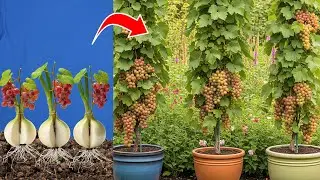 Shocking Results: I Tried Growing Grapes from Seeds, Fruit & Branch &ndash; Only One Method Worked Fast!
