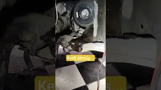 kedi kayışın arasında kalmış.... #shorts #sanayi #kayış #arıza #hayvansever