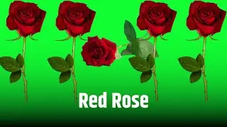 RED ROSE || GREEN SCREEN || CHROME KEY || CONTENT FOR CREATORS
