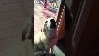 Meet Walter the singing dog!  #dog #Happy Birthday