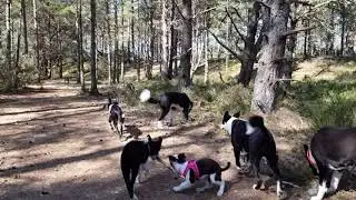 Collie walk and talk, with pups, some dark talking  Part 2