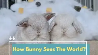 RABBIT VISION - HOW DO BUNNIES SEE?