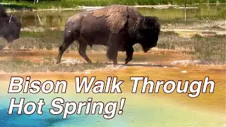 Yellowstone Bison walk through edge of hot spring
