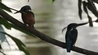 Sound of Small Blue Kingfisher