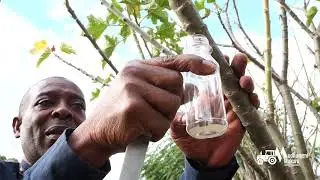 JATROPHA Curcus gwenzi reminana