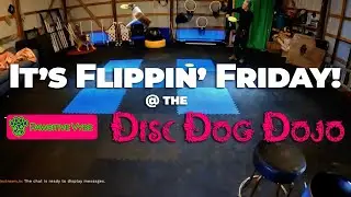 DiscDog.Live #5 | Flipping Friday - Pressure & Placement for Safe & Successful Flips
