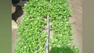 3,800 ppm - Agronomist Analysis &ndash; Soil Health Evaluation: Harsh Irrigation Water Using Hydrogation&trade;