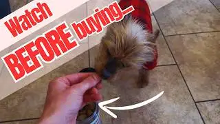 Review of WINPRO Dog Gut Health Supplement &ndash; Plasma-Powered Soft Chews for Dog Immune Health