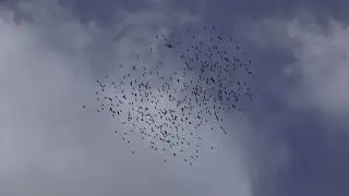 Yellow billed choughs - chocards &agrave; bec jaune - Alpendohlen
