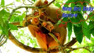 MG_ Rex Baby Monkey Stuck on The Tree When Mom Rose Do Like This on the Narrow Place