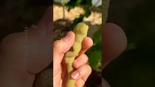Unbelievable Fruits from China That Will Blow Your Mind! #farming #shorts #plants