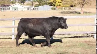 60   L793 video