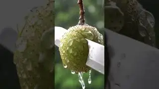 Marang Fruit Cutting in Rain | 4K Ultra Realistic ASMR #asmr #satisfying #fruit #shorts