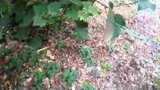 Picking Grapes - Wisconsin Garden Video Blog 196.avi