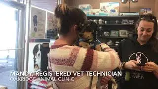 Preventing your contribution to puppy mills