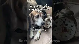 Clock #dogjokes #beagletales #beaglelove #cute #beagleclub #cutedog #adorableanimals #puppy #beagle